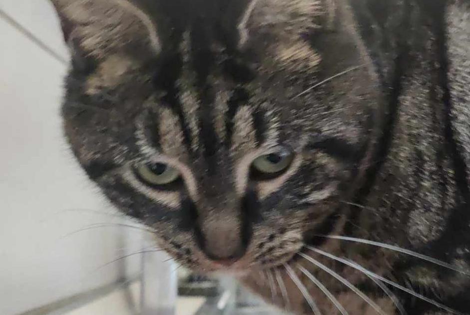 Alerte Disparition Chat Femelle , 3 ans Comines France