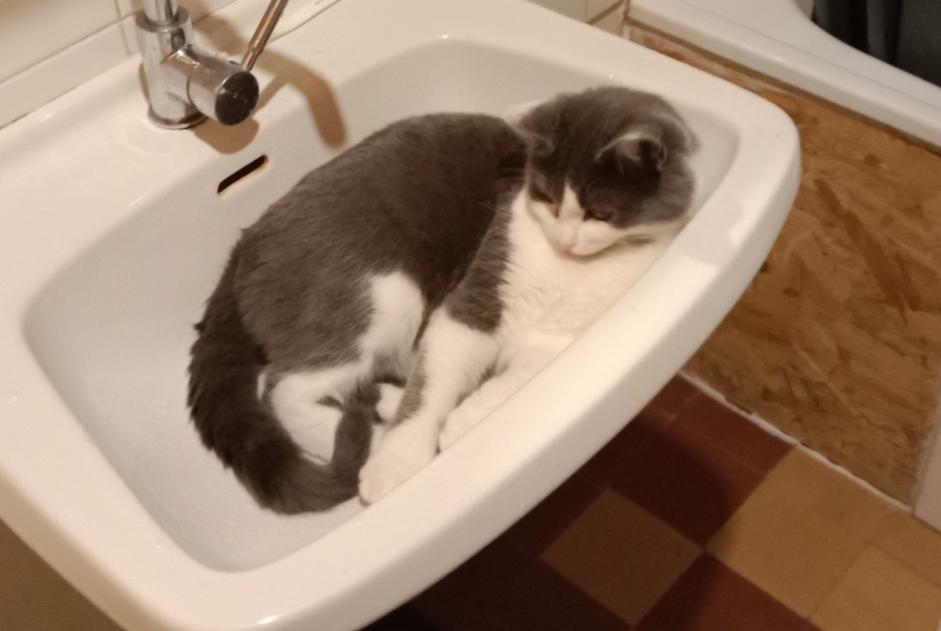 Alerte Disparition Chat Mâle , 2 ans Lamure-sur-Azergues France
