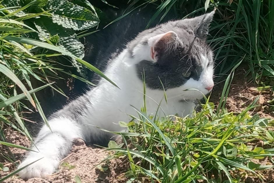 Alerte Disparition Chat Mâle , 2 ans Lamure-sur-Azergues France