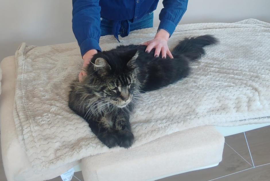 Alerte Disparition Chat  Mâle , 7 ans Les Martres-de-Veyre France