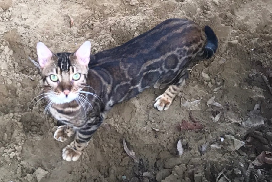 Alerte Disparition Chat  Mâle , 2 ans Saint-Florent France