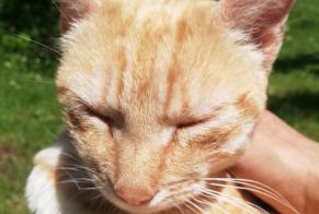 Alerte Découverte Chat croisement  Femelle Torsac France