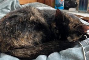 Alerte Découverte Chat Femelle Nanterre France
