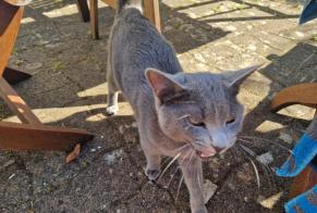 Alerte Découverte Chat Mâle , 1 année Plobannalec-Lesconil France