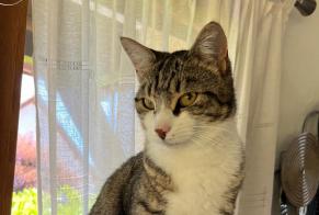 Alerte Disparition Chat Femelle , 2 ans Louhans France