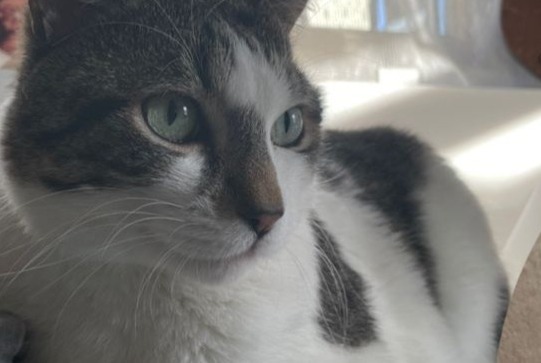 Alerte Disparition Chat Mâle , 7 ans Luisant France