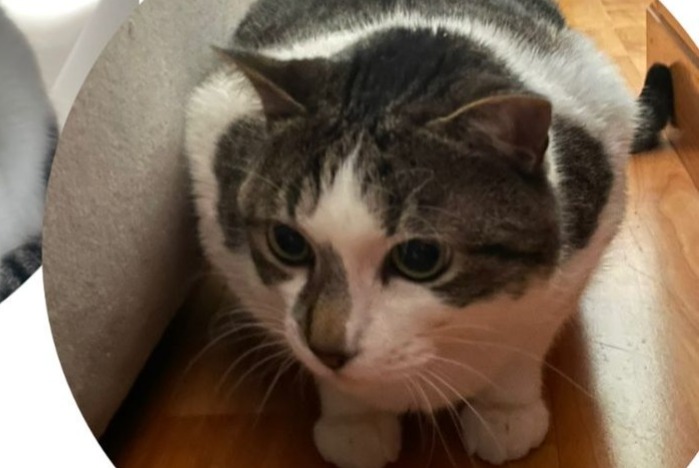 Alerte Disparition Chat Mâle , 7 ans Luisant France