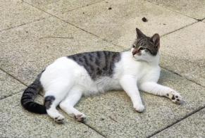 Alerte Disparition Chat croisement  Mâle , 7 ans Suresnes France