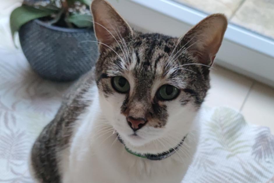 Alerte Disparition Chat croisement  Mâle , 7 ans Suresnes France