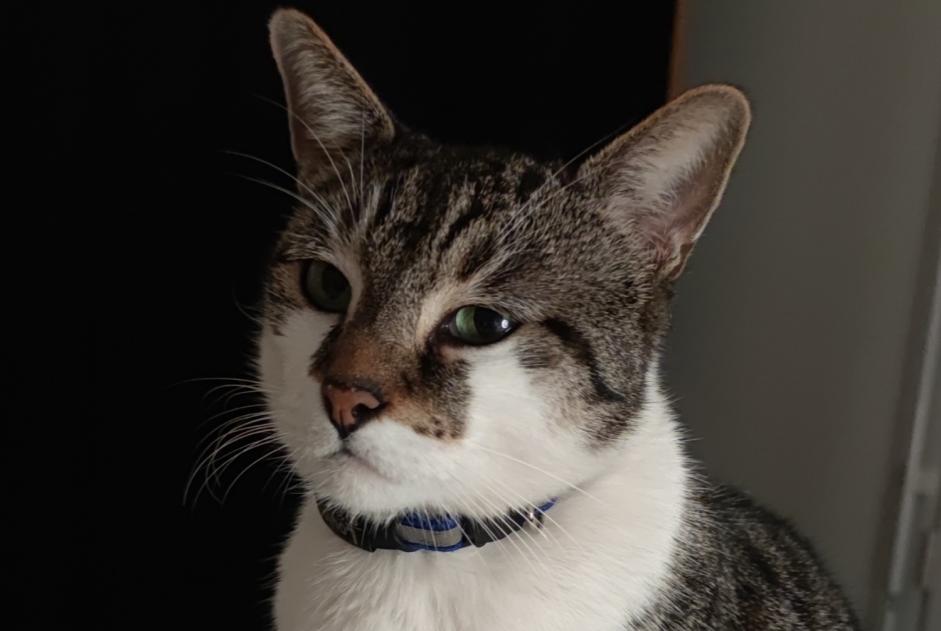 Alerte Disparition Chat croisement  Mâle , 7 ans Suresnes France