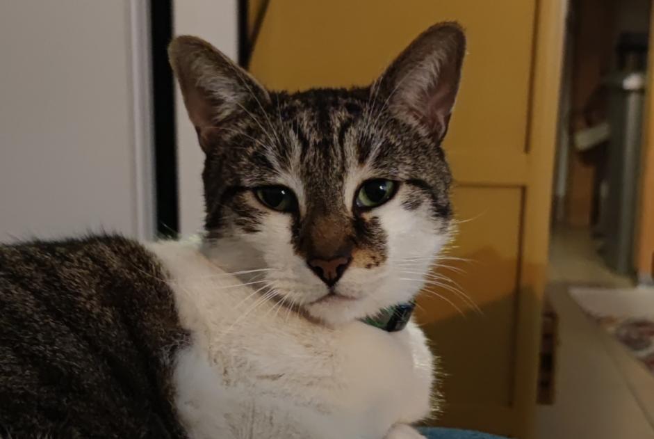 Alerte Disparition Chat croisement  Mâle , 7 ans Suresnes France