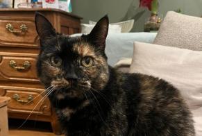 Alerte Disparition Chat  Femelle , 14 ans Riorges France