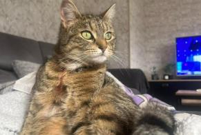 Alerte Disparition Chat croisement  Femelle , 4 ans Mazingarbe France