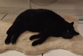Alerte Disparition Chat croisement  Mâle , 14 ans Saint-Paul-de-Varces France