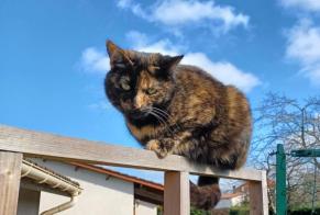 Alerte Disparition Chat Femelle , 4 ans Saint-Pierre-de-Clairac France