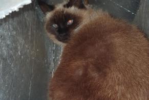 Alerte Disparition Chat  Femelle , 10 ans Baix France