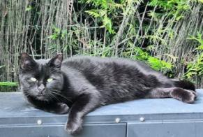 Alerte Disparition Chat Mâle , 7 ans La Chapelle-d'Armentières France