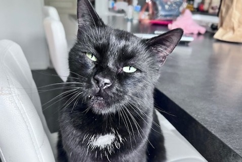 Alerte Disparition Chat Mâle , 7 ans La Chapelle-d'Armentières France