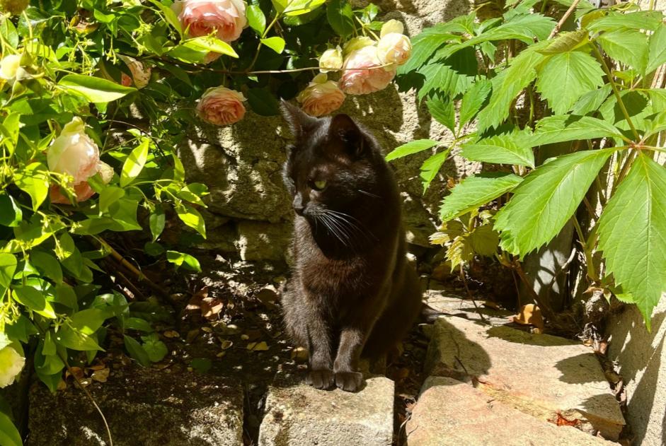 Alerte Disparition Chat Femelle , 6 ans Fleury-les-Aubrais France