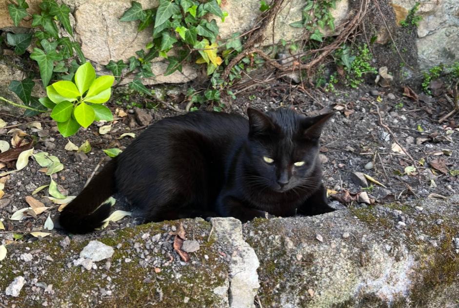 Alerte Disparition Chat Femelle , 6 ans Fleury-les-Aubrais France