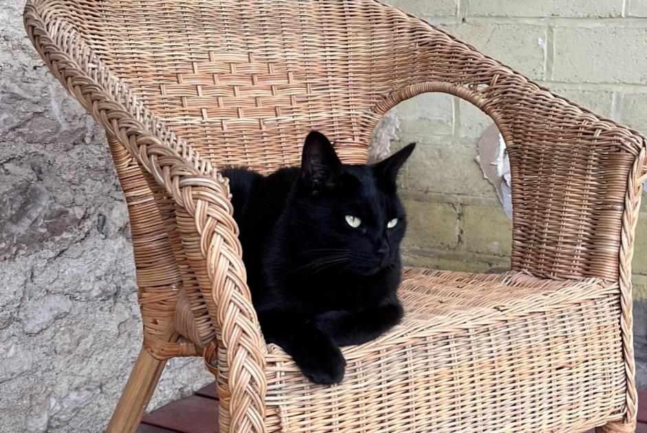 Alerte Disparition Chat Femelle , 6 ans Fleury-les-Aubrais France
