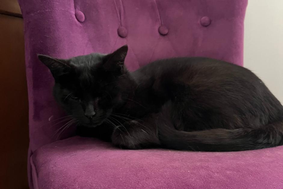 Alerte Disparition Chat Femelle , 6 ans Fleury-les-Aubrais France