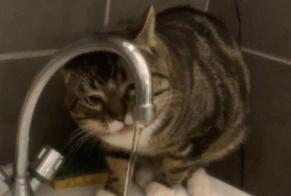 Alerte Disparition Chat Mâle , 3 ans Saint-Étienne France