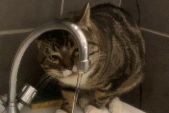 Alerte Disparition Chat Mâle , 3 ans Saint-Étienne France