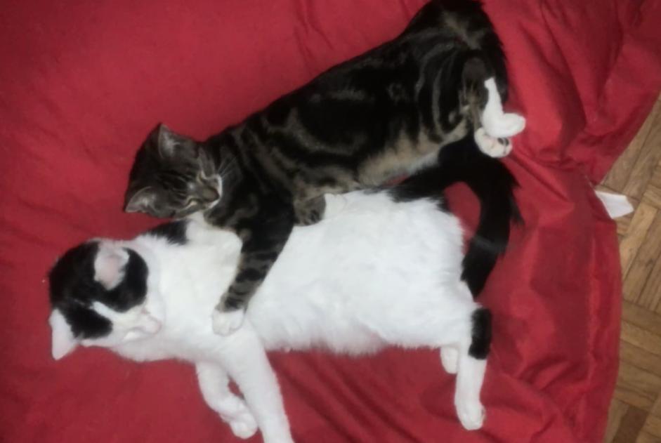 Alerte Disparition Chat Mâle , 3 ans Saint-Étienne France