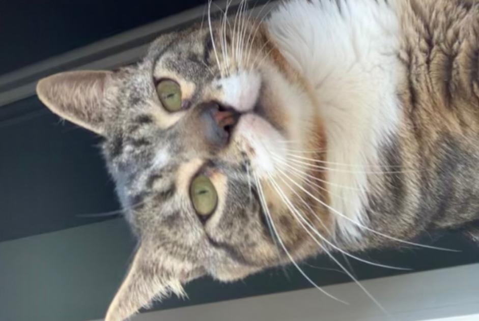 Alerte Disparition Chat Mâle , 3 ans Saint-Étienne France
