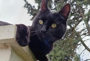 Alerte Disparition Chat Mâle , 5 ans Tinqueux France