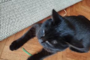 Alerte Disparition Chat Femelle , 1 ans Meymac France