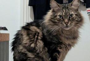 Alerte Disparition Chat Mâle , 5 ans Toulouse France