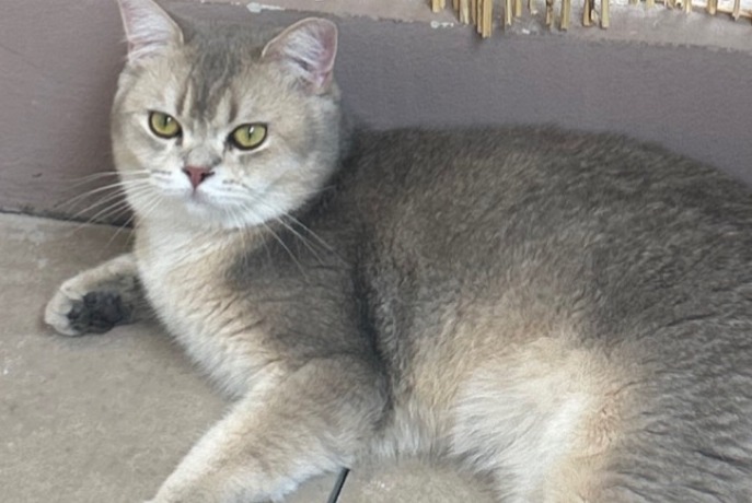 Alerte Disparition Chat  Mâle , 2 ans Cuers France