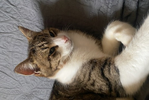 Alerte Disparition Chat Mâle , 5 ans Saint-Haon-le-Vieux France