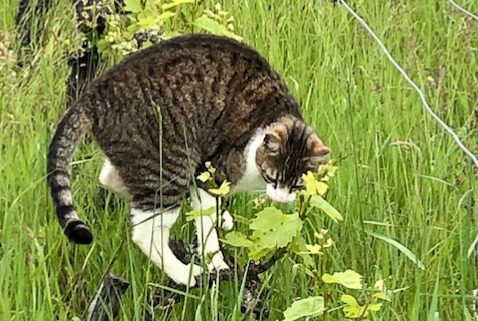 Alerte Disparition Chat Mâle , 5 ans Saint-Haon-le-Vieux France