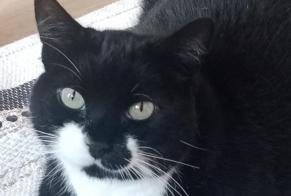 Alerte Disparition Chat Femelle , 9 ans Bordeaux France