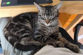 Alerte Disparition Chat  Mâle , 1 ans Saint-Ouen-l'Aumône France