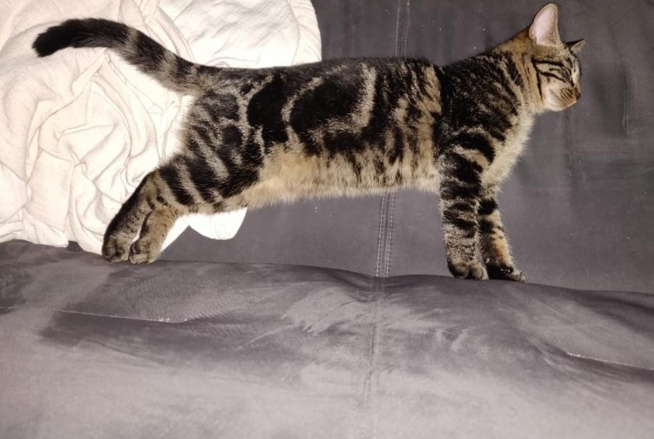 Alerte Disparition Chat  Mâle , 1 ans Saint-Ouen-l'Aumône France