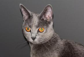 Alerte Disparition Chat  Femelle , 2 ans La Bâtie-Neuve France