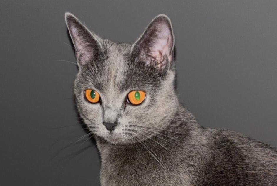 Alerte Disparition Chat  Femelle , 2 ans La Bâtie-Neuve France