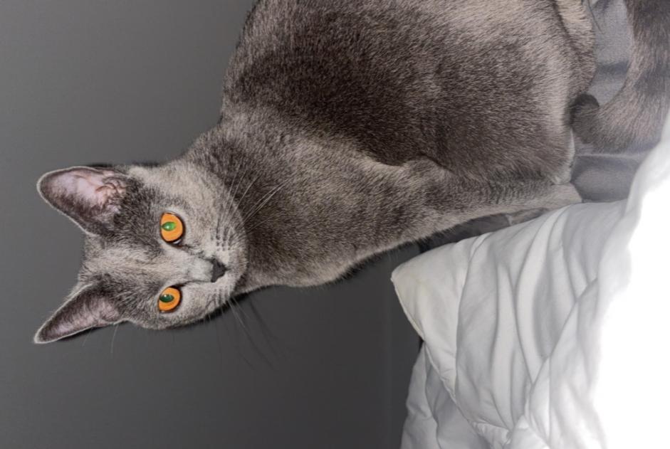 Alerte Disparition Chat  Femelle , 2 ans La Bâtie-Neuve France