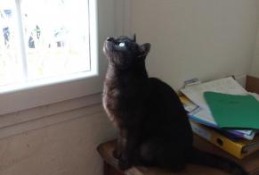 Alerte Disparition Chat  Mâle , 3 ans Tourrettes-sur-Loup France