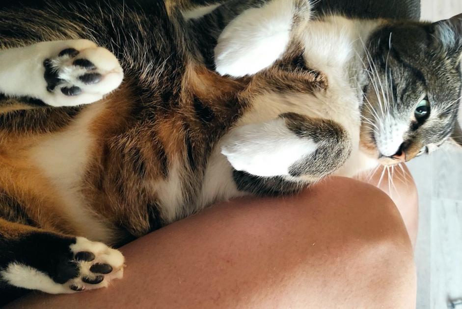 Alerte Disparition Chat Mâle , 5 ans Saint-Malo France