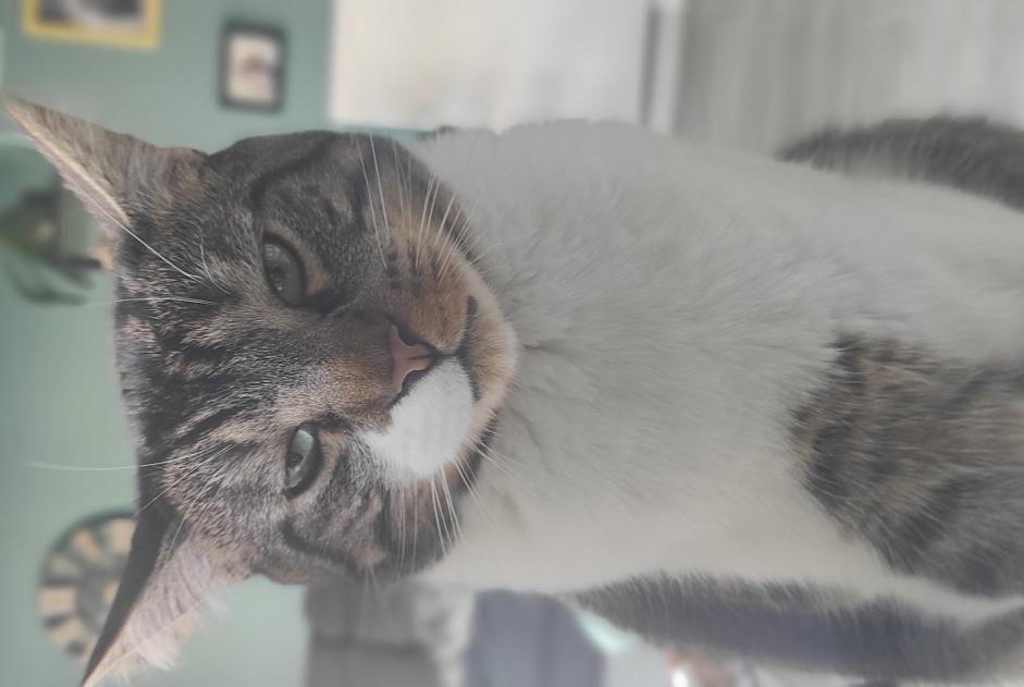 Alerte Disparition Chat Mâle , 5 ans Saint-Malo France