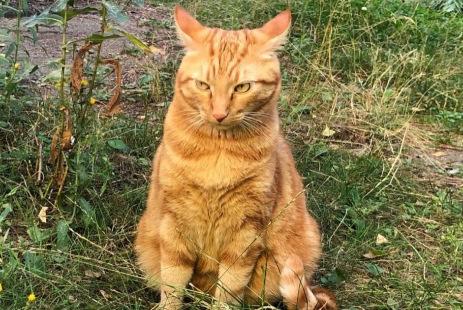 Alerte Disparition Chat  Mâle , 6 ans Reims France