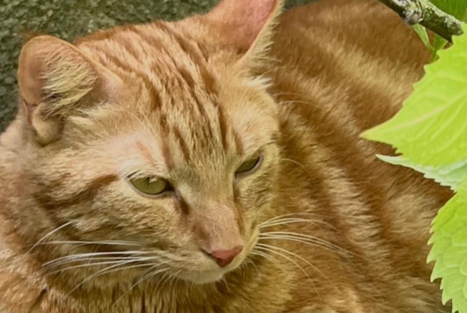 Alerte Disparition Chat  Mâle , 6 ans Reims France