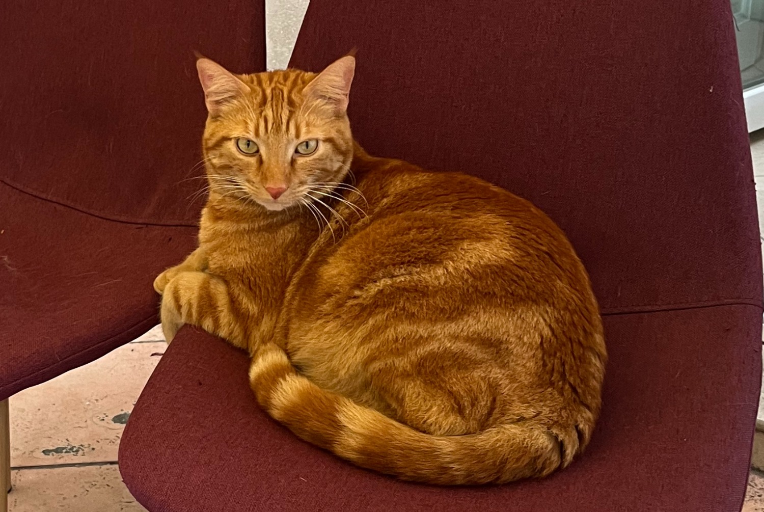 Alerte Disparition Chat  Mâle , 6 ans Reims France