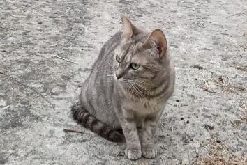Alerte Découverte Chat Femelle Les Ponts-de-Cé France