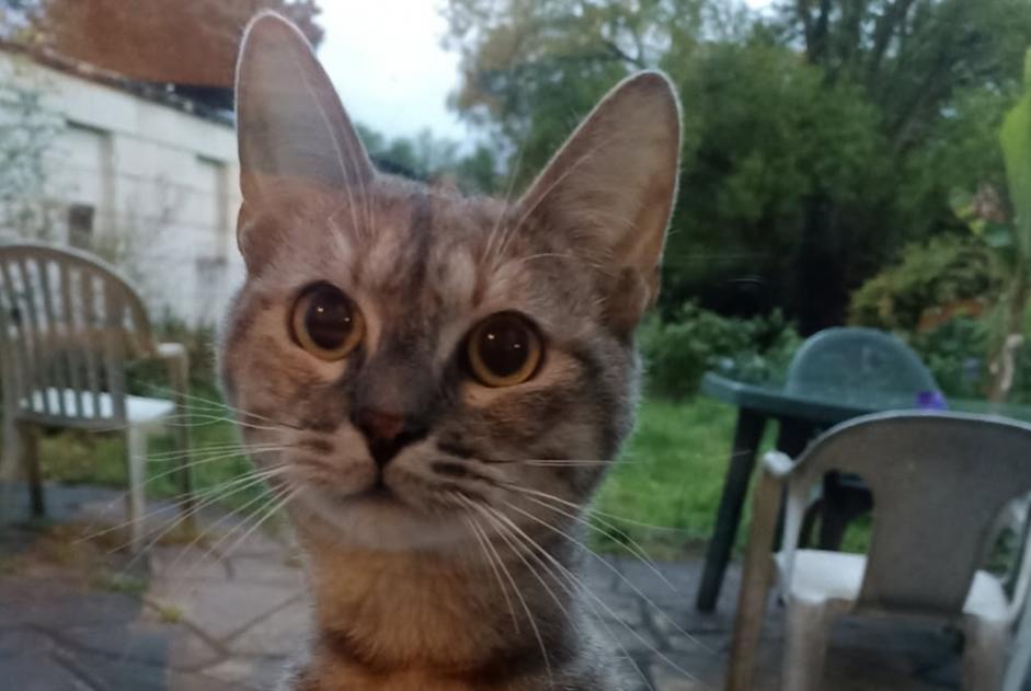 Alerte Découverte Chat Femelle Les Ponts-de-Cé France